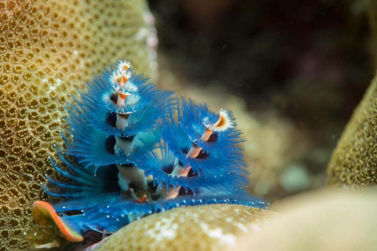 Living Colours Diving Manado