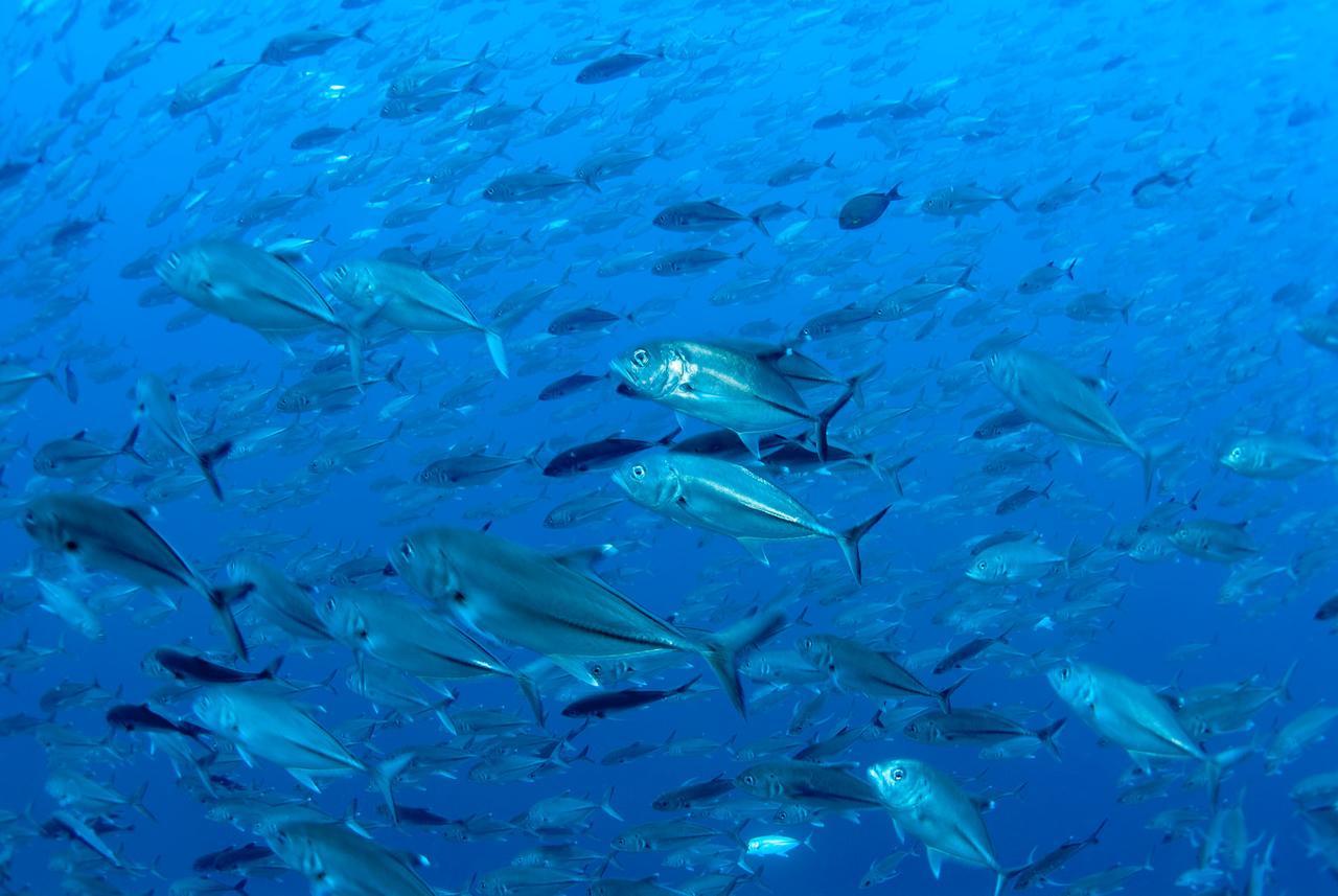 Living Colours Diving