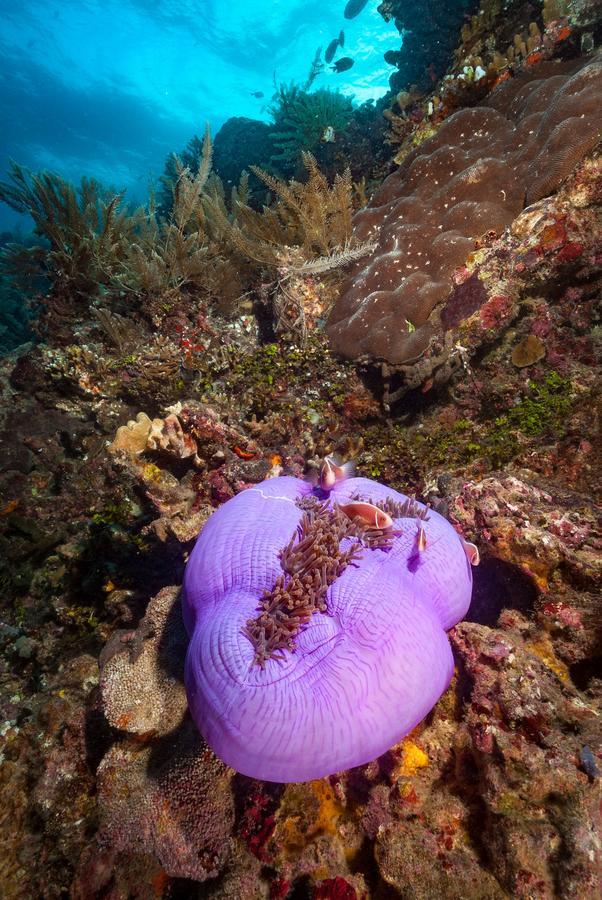 Resor Living Colours Diving Manado