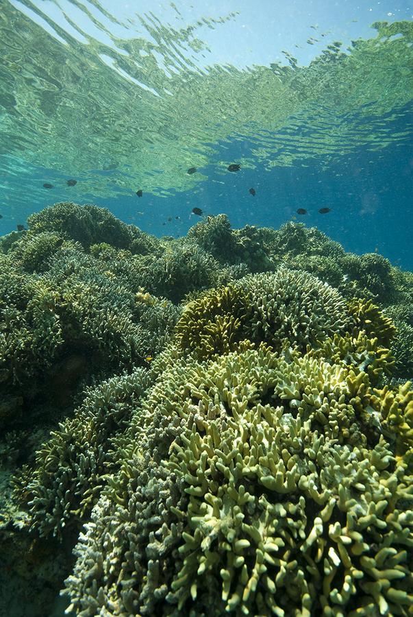 Resor Living Colours Diving